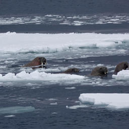 За 17 суток похода ученые зарегистрировали 73 моржа. Фото Леонида Круглова (РГО)