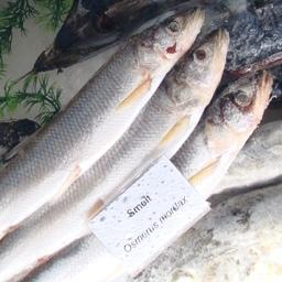 Комиссия по анадромным видам рыб Камчатского края утвердила объемы и условия весеннего промысла корюшки