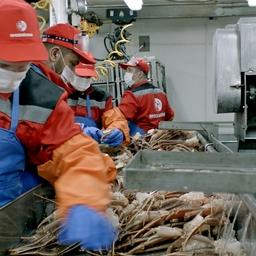 Переработка крабов происходит в море на судах-процессорах. Фото предоставлено пресс-службой ГК «Русский краб»