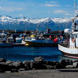Рыболовные суда в Исландии. Фото из открытых источников