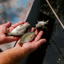 Субсидировать будут в том числе производство рыбопосадочного материала