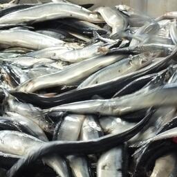 Среди предлагаемых объемов «неодуемых» — лимиты сайры