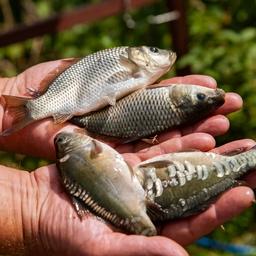 Рыбоводам решат проблему прудов на водотоках