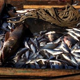 Общий допустимый улов на реках, озерах и водохранилищах распределен по видам квот