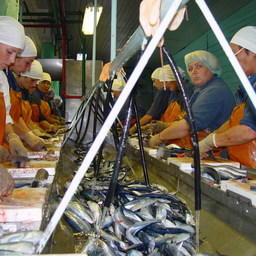 WSI обращает внимание, что женщины в рыбной отрасли в основном заняты на рыбопереработке, где ожидаются основные сокращения штатов