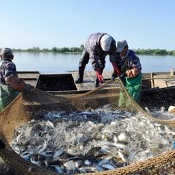 Весенняя путина в Астраханской области. Фото пресс-службы регионального министерства сельского хозяйства и рыбной промышленности