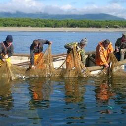Добыча лосося в Тернейском районе Приморья. Фото предоставлено компанией «Тройка»