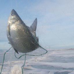 Пелядь в улове не является неожиданностью для местных рыбаков. Фото пресс-службы Байкалрыбвода.