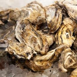 Выращенные в Крыму устрицы