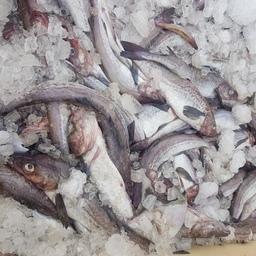 Свежие уловы пользовались большим спросом. Фото регионального агентства по рыболовству