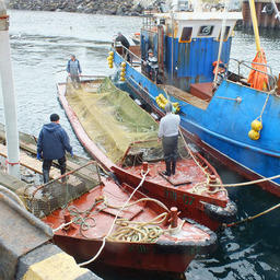 От сетей к заводу лосось перевозят в щелевых кунгасах