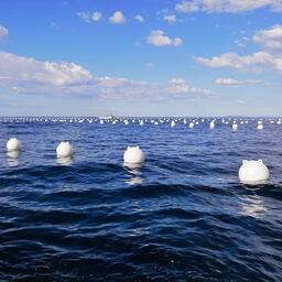 «Морские огороды» в Приморье. Фото предоставлено председателем Дальневосточного союза предприятий марикультуры Романом ВИТЯЗЕВЫМ
