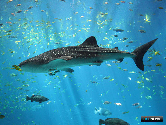 Самец китовой акулы. Фото ZacWolf, Википедия
