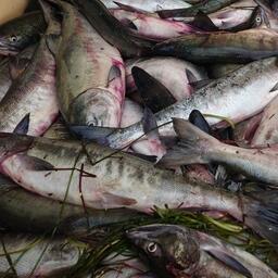 Основную прибавку за последние дни обеспечила добыча кеты в Сахалинской области и Хабаровском крае. Архивное фото