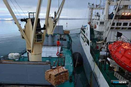 В районе промысла уловы сельди перегружают на транспортное судно 