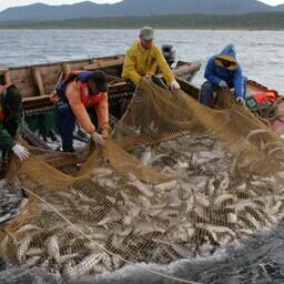Новое законодательство регулирует предоставление участков для промысла лососей