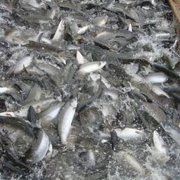 Добыча лосося на Камчатке. Архивное фото