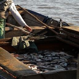 Минсельхоз утвердил общий допустимый улов водных биоресурсов во внутренних водах, за исключением морских, на предстоящий год