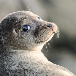 Каспийский тюлень – эндемик, изучением которого совместно занимаются Россия и Казахстан. Фото пресс-службы ВНИРО