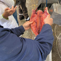 В машине «МАРЛ» используется Y-образный нож, который аккуратно отрубает рыбью голову, оставляя мясо и идеальную хрящевую часть