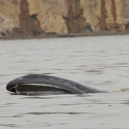 Гренландский кит охотоморской популяции. Фото пресс-службы СММ.