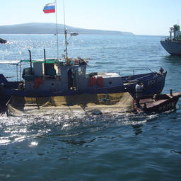 Транспортировка выловленного лосося к заводу на Итурупе