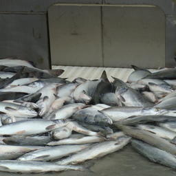 Свежепойманный лосось на камчатском рыбозаводе