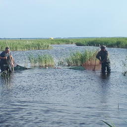 Сотрудники Новосибирского филиала ВНИРО провели экспедицию на озера Чаны и Сартлан. Фото пресс-службы института