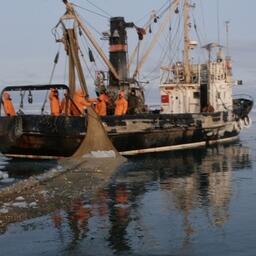К 18 апреля российские предприятия освоили 1,7 млн тонн рыбы и морепродуктов