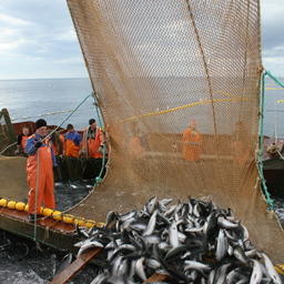 Камчатский край лидирует по объемам добычи лососей