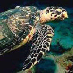 Более 30 морских черепах спасено от холода на побережье Мексиканского залива
