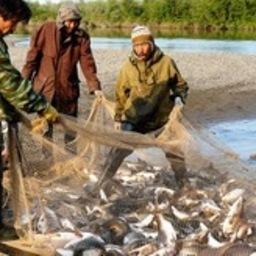 Власти Камчатского края планируют до конца года инициировать на федеральном уровне совещание по традиционному рыболовству. Фото пресс-службы правительства региона