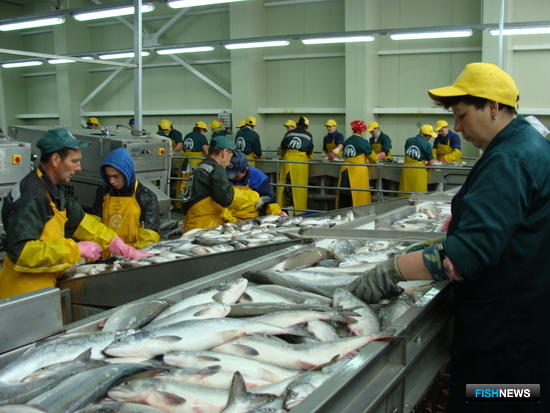 Проект об ограничении госзакупок импортной рыбы оценят в Правительстве