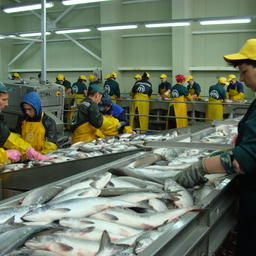 Проект об ограничении госзакупок импортной рыбы оценят в Правительстве