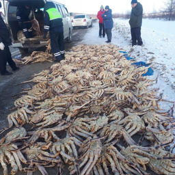 На Сахалине задержали скупщика браконьерского краба. Фото пресс-службы МВД РФ