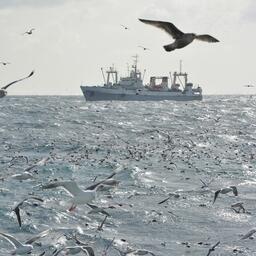 Рыбный промысел на Дальнем Востоке. Фото предоставлено «Океанрыбфлотом»