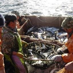 Прибрежный лов лосося в Хабаровском крае. Этот регион будет одним из трех, где в будущем году протестируют ЭПЖ СТО. Фото предоставлено АПРОХК