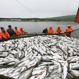 Лов лосося работниками Озерновского рыбоконсервного завода № 55 на Камчатке. Фото предоставлено предприятием