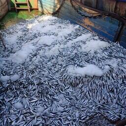 В 2025 г. в Азово-Черноморском бассейне рыбаки поймали 54 тыс. тонн ВБР. Фото пресс-службы ВНИРО