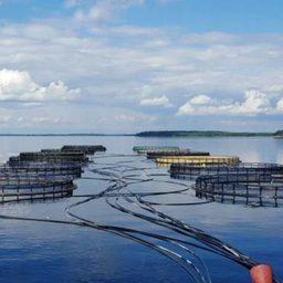 В России за последние семь лет объем производства продукции аквакультуры удвоился, отмечает Росрыболовство. Фото пресс-службы ведомства