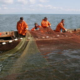 Участки необходимы в том числе для промысла лососей