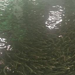 Cпециалисты Собского рыбоводного завода впервые выпустят в дикую природу 15 тыс. мальков чира повышенной навески - 20-30 г. Фото пресс-службы правительства ЯНАО