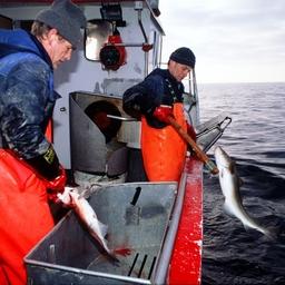 На промысле. Фото с сайта директората рыболовства Норвегии