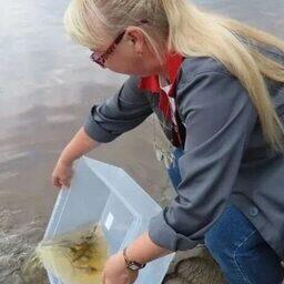 Рыбоводы выпустили более 30 тыс. мальков стерляди, полученных на Зеленоборском рыборазводном заводе от собственного маточного стада. Фото пресс-центра Главрыбвода
