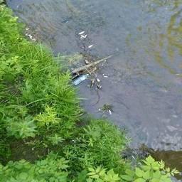 Погибшая рыба в реке Рыкша. Фото из социальной сети «ВКонтакте»