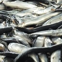 В этом году сайра в уловах японских рыбаков гораздо крупнее. Архивное фото