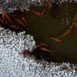 Сейчас на поверхности прудов можно лишь иногда увидеть молодь карпа кои. Фото пресс-центра Главрыбвода