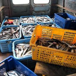 Рыбинспекторы пресекли вывоз незаконно добытой рыбы в Усть-Большерецком районе. Фото пресс-службы СВТУ Росрыболовства