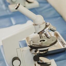 Ученые описали новый вид гольяна — Phoxinus ayukensis — с крайне узким ареалом