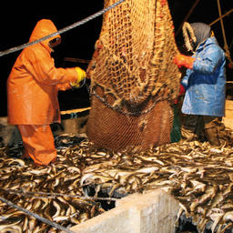 Ключевые вызовы для отрасли планируется обсудить на Всероссийской конференции работников рыбохозяйственного комплекса